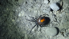Latrodectus cinctus