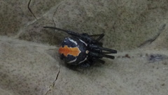 Latrodectus cinctus