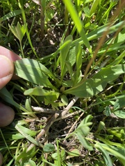 Primula pauciflora pauciflora