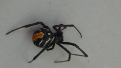 Latrodectus cinctus