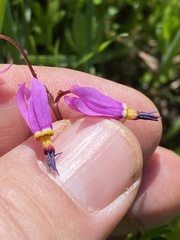 Primula pauciflora pauciflora