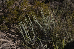 Banksia stenoprion