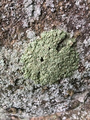 Rhizoplaca opiniconensis