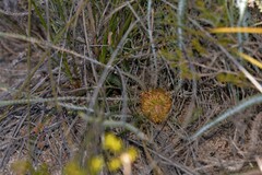 Banksia stenoprion