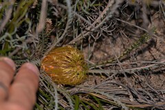 Banksia stenoprion