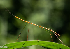 Baculomia siamensis