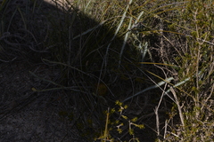 Banksia stenoprion