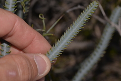 Banksia stenoprion