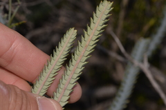 Banksia stenoprion