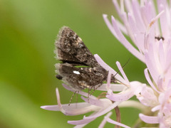 Heliothela nigralbata