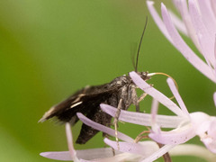 Heliothela nigralbata