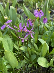 Primula pauciflora pauciflora