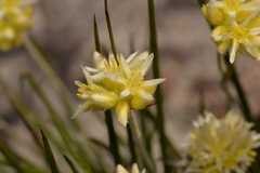 Conostylis seminuda