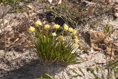 Conostylis seminuda