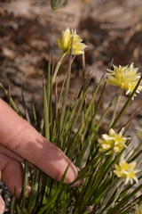 Conostylis seminuda
