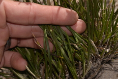 Conostylis seminuda