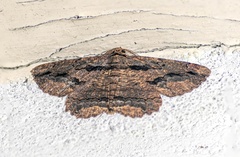 Menophra subplagiata