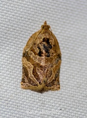 Adoxophyes privatana