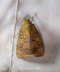 Maurilia