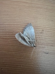 Scotopteryx moeniata