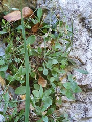 Petrocoptis glaucifolia