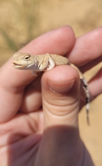 Phrynocephalus guttatus