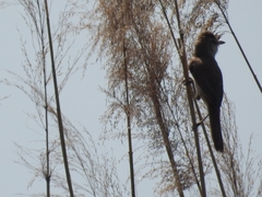 Acrocephalus orientalis