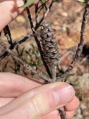 Petrophile shuttleworthiana