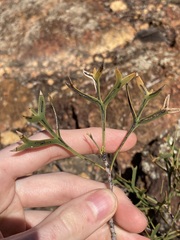 Petrophile shuttleworthiana