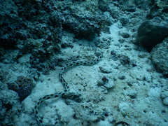 Myrichthys maculosus