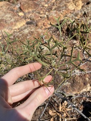 Petrophile shuttleworthiana