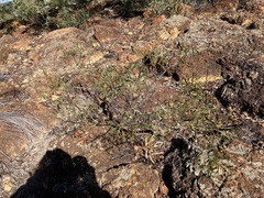 Petrophile shuttleworthiana