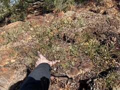 Petrophile shuttleworthiana
