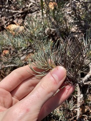 Melaleuca torulosa