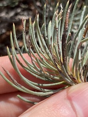 Melaleuca torulosa