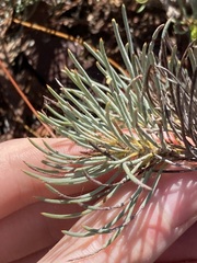 Melaleuca torulosa