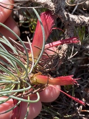 Melaleuca torulosa