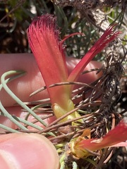 Melaleuca torulosa