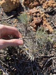 Melaleuca torulosa