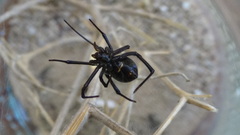 Latrodectus