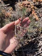 Melaleuca torulosa