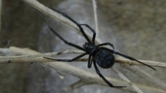 Latrodectus