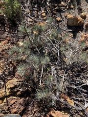 Melaleuca torulosa