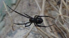Latrodectus