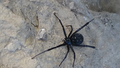 Latrodectus