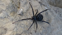Latrodectus