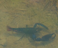 Macrobrachium hancocki