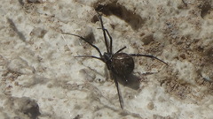 Latrodectus