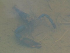 Macrobrachium hancocki