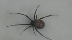 Latrodectus